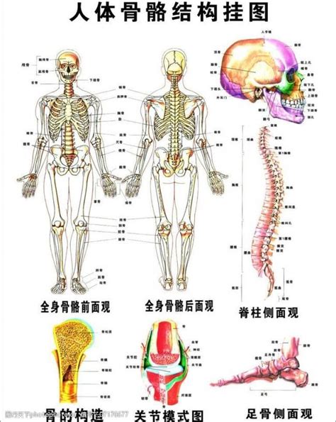 人身體部位|人体骨骼列表